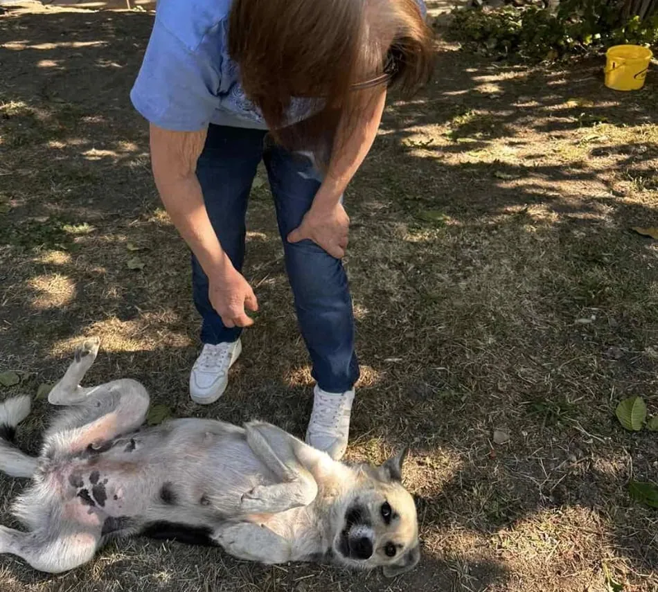 A woman bending over a cream and gray dog lying on its back in her garden
