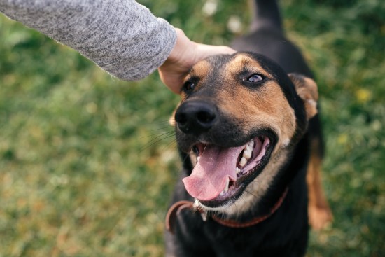 THINGS TO CONSIDER BEFORE ADOPTING A DOG