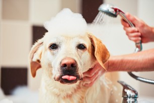 How to properly bathe a dog